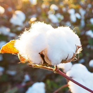 f66637d9-d050-474f-8bbd-2038ddfbabfdCR00300300PT0SX300V1 f66637d9-d050-474f-8bbd-2038ddfbabfdCR00300300PT0SX300V1